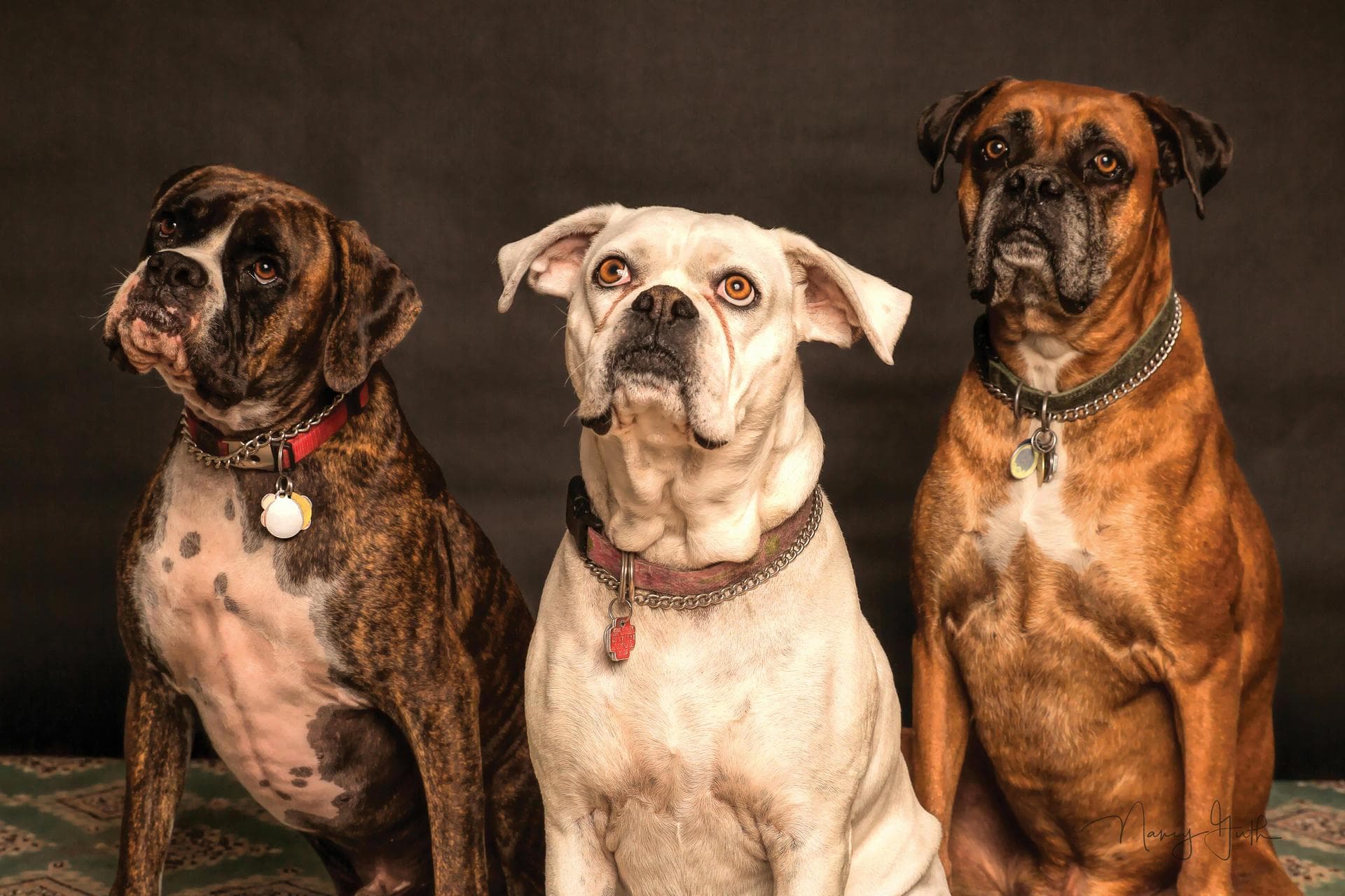 Annual Vaccination With Kennel Cough Prices in Guildford