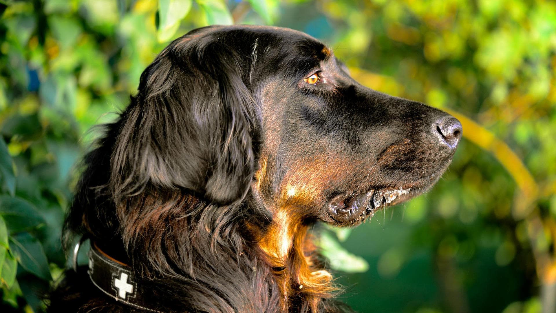 Keyhole Spay Prices in Guildford