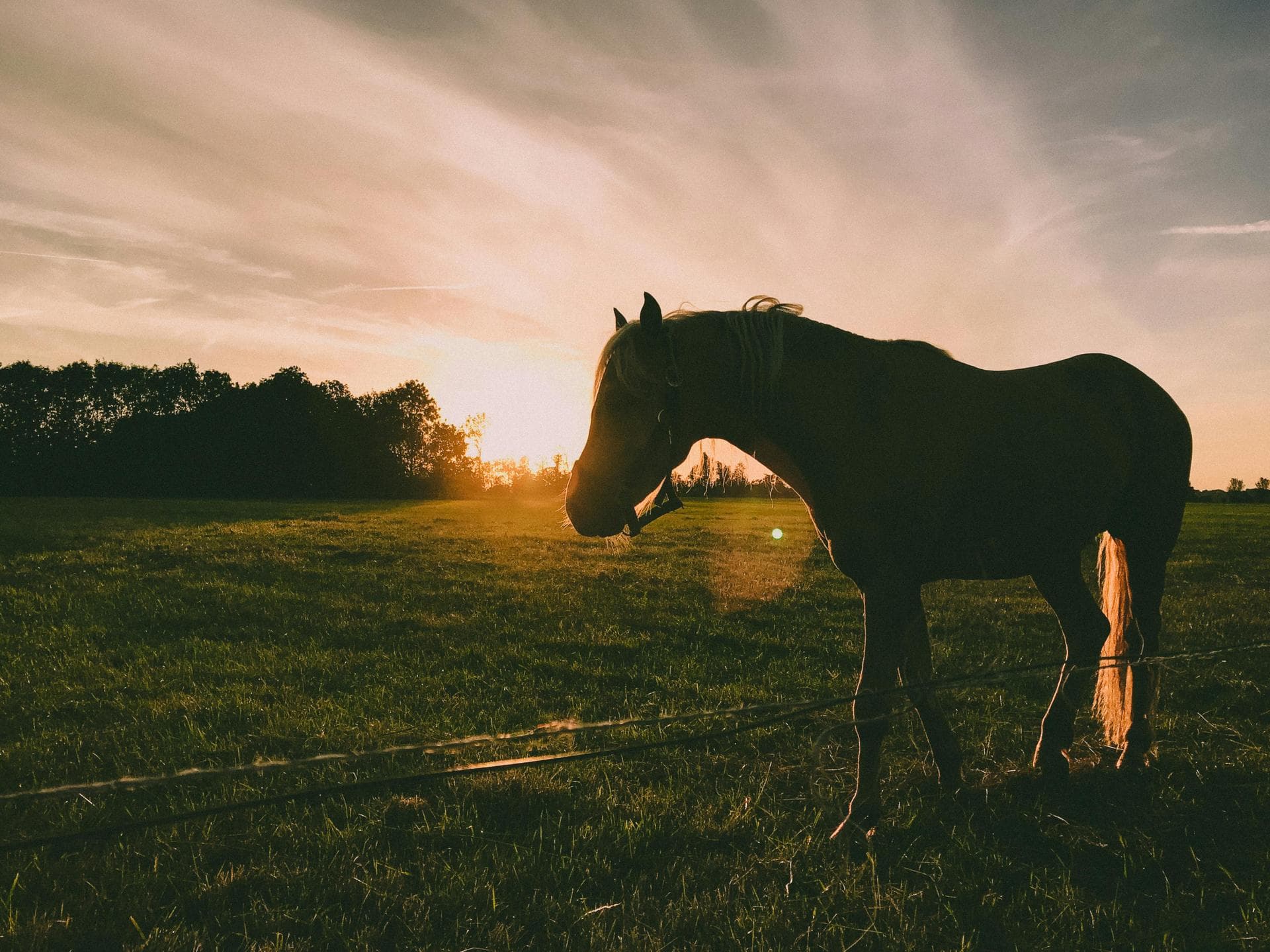 Specialist Vets in Guildford