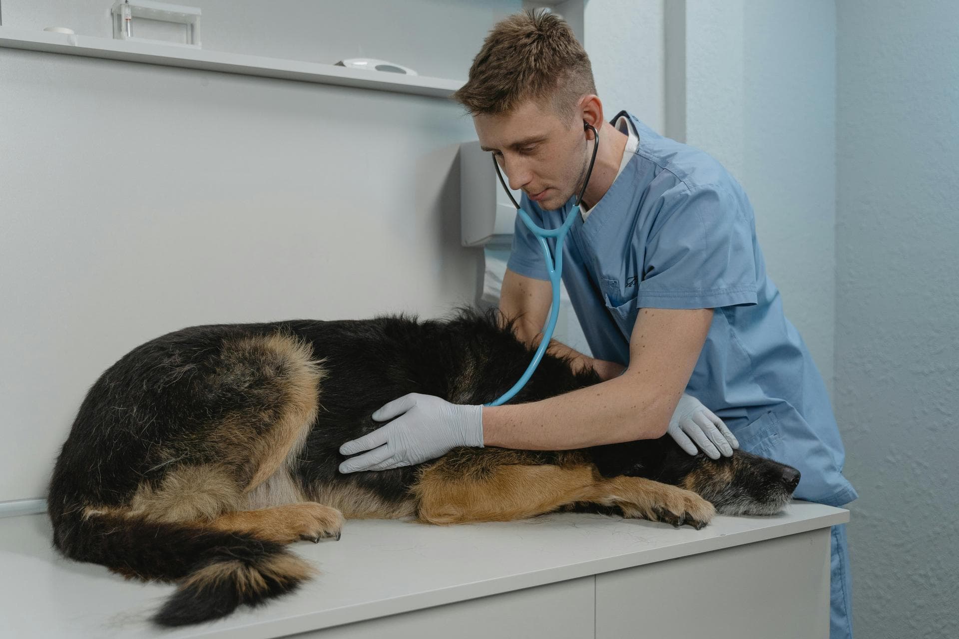 Dog Dental Prices in Guildford
