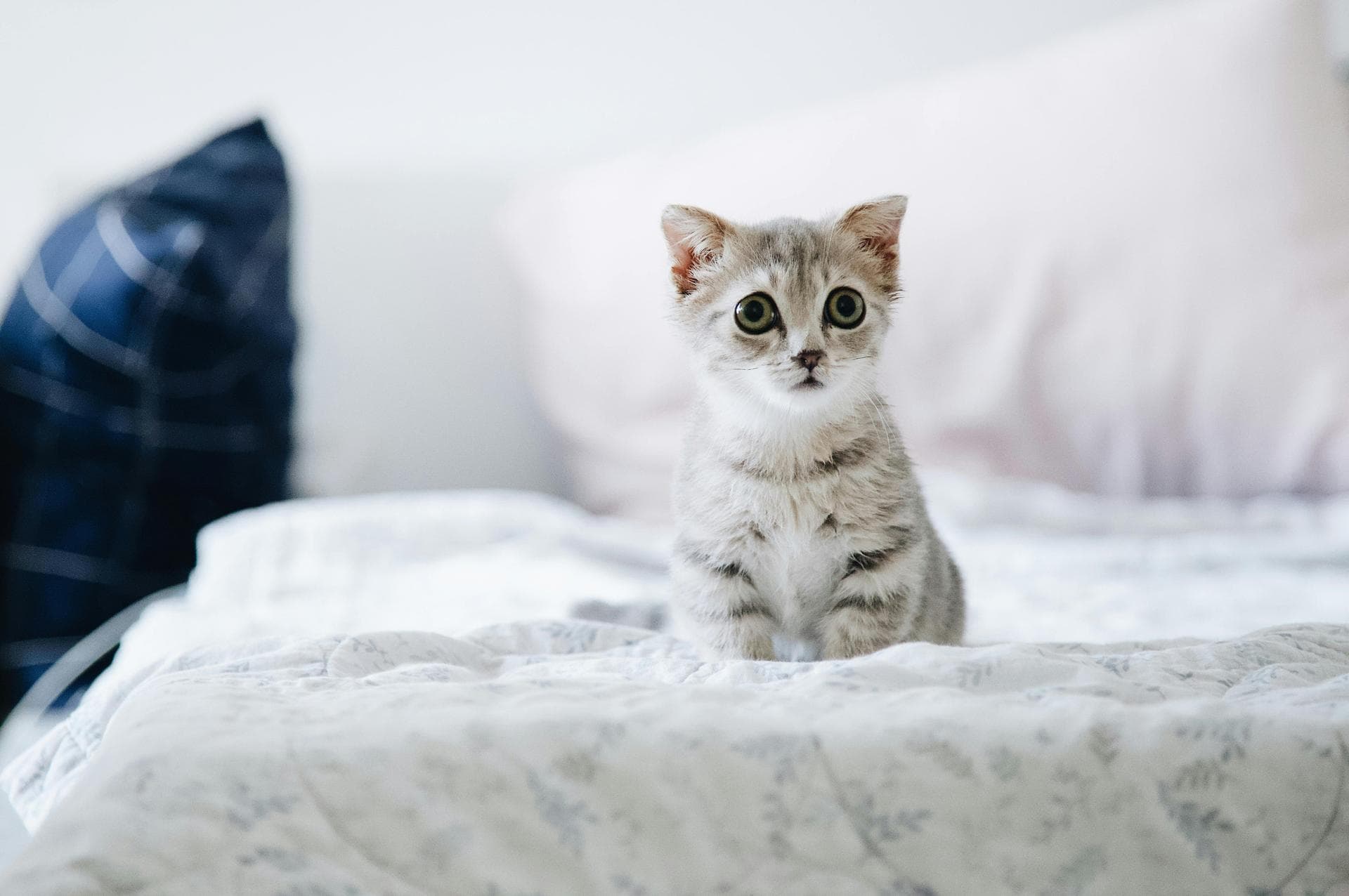 Cat Dental Prices in Guildford