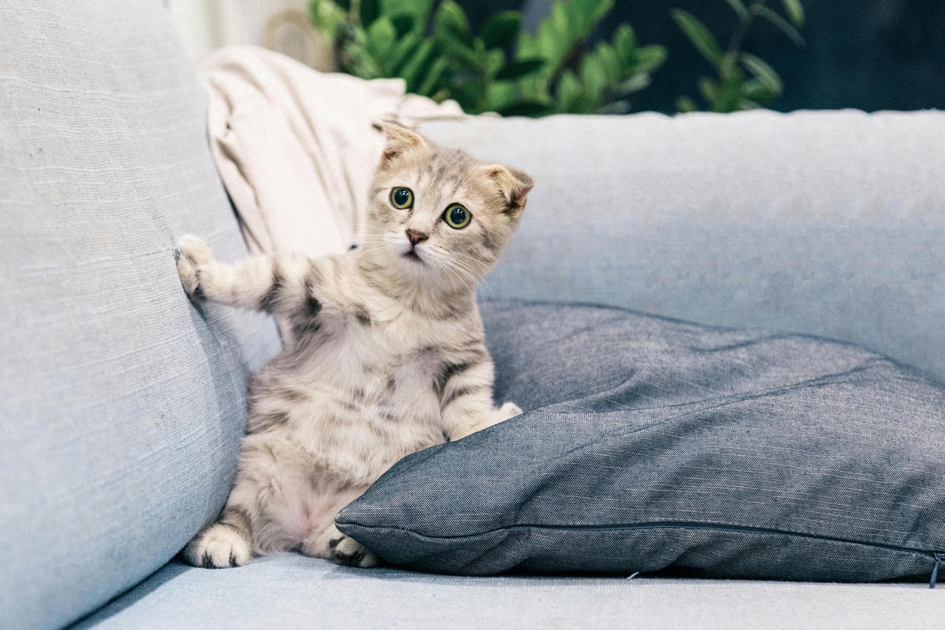 Cat Cremation Prices in Guildford