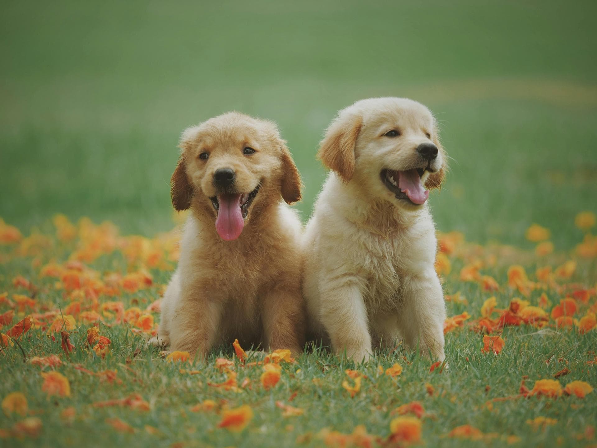 Rabbit Spay Castrate Neutering Prices in Guildford