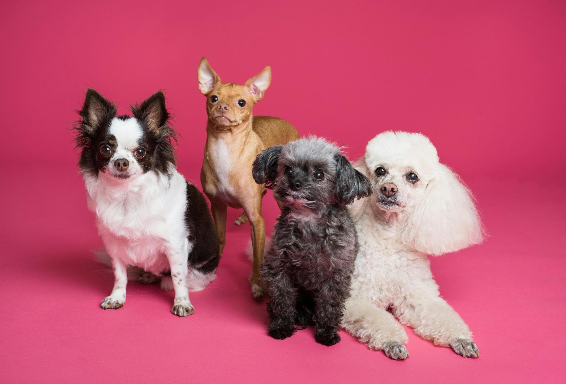 Kennel Cough Vaccine Prices in Guildford