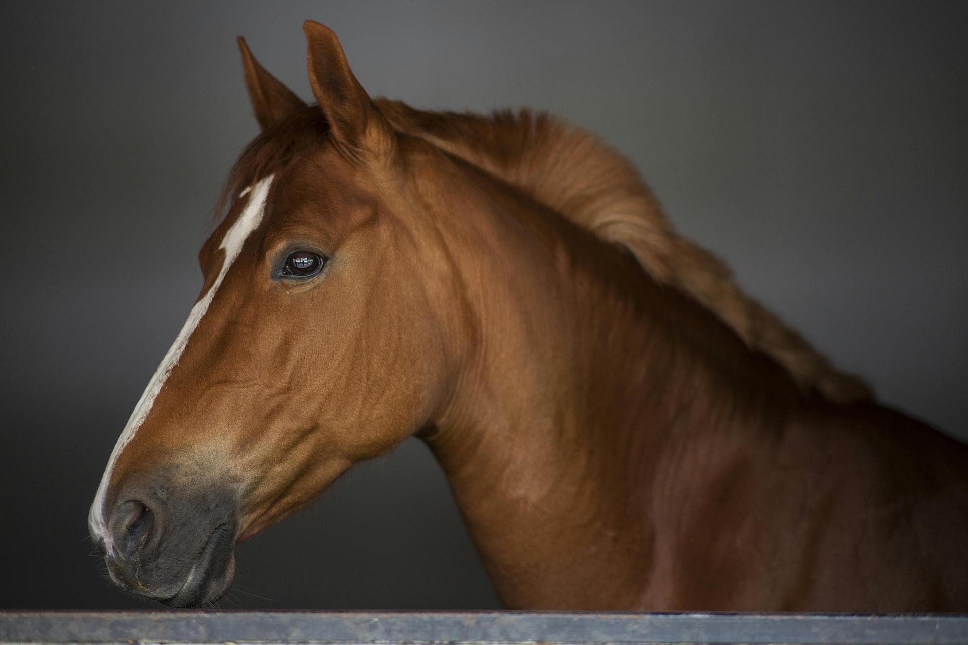 Out-of-Hours Vet Prices in Guildford
