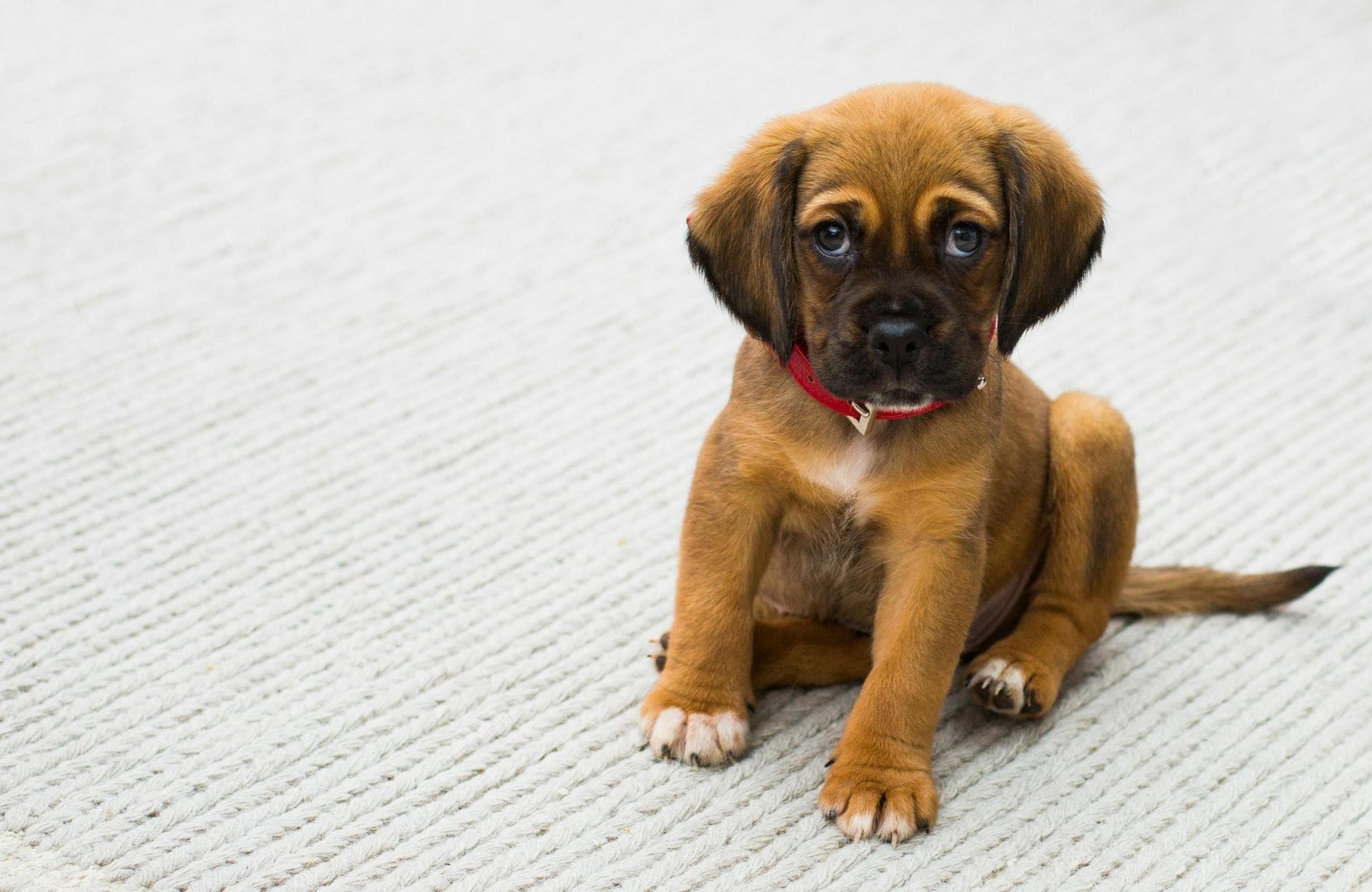 Dog Puppy Vaccinations Kennel Cough Prices in Guildford