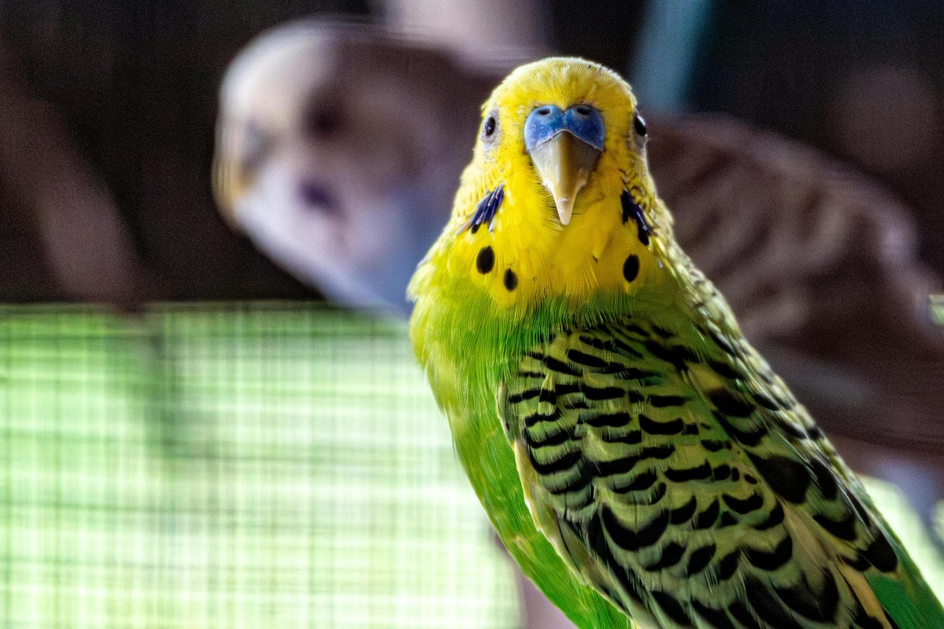 Best Vets in Guildford