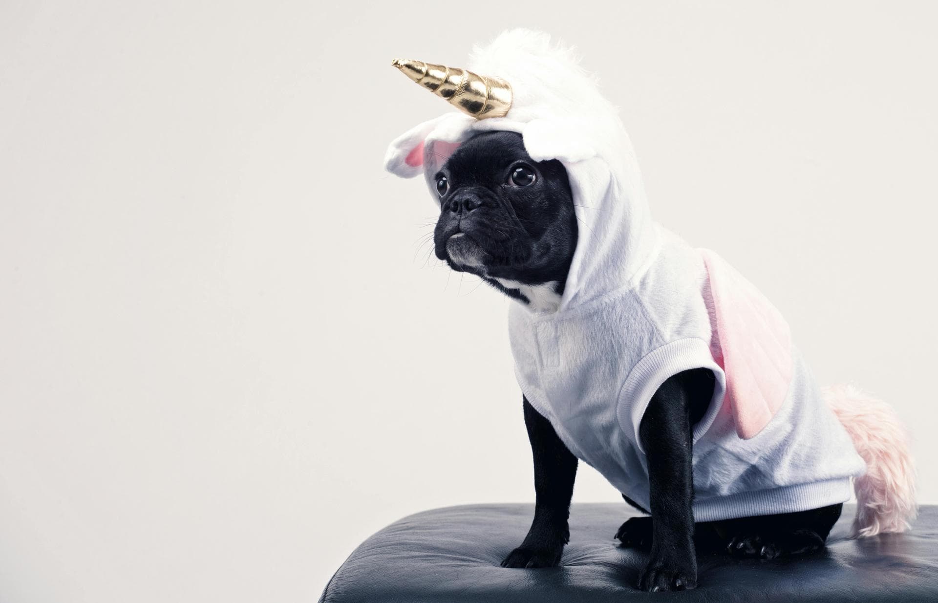 Dog Puppy Vaccinations Kennel Cough Prices in Guildford