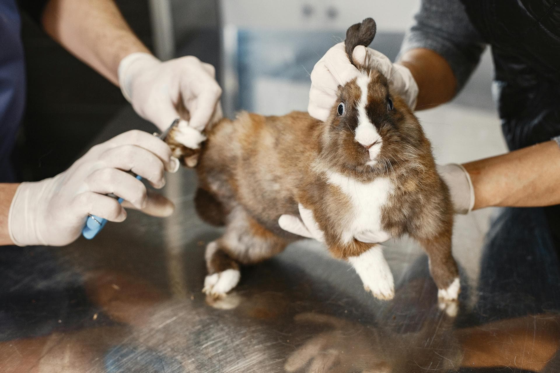 Rabbit Spay Castrate Neutering Prices in Guildford