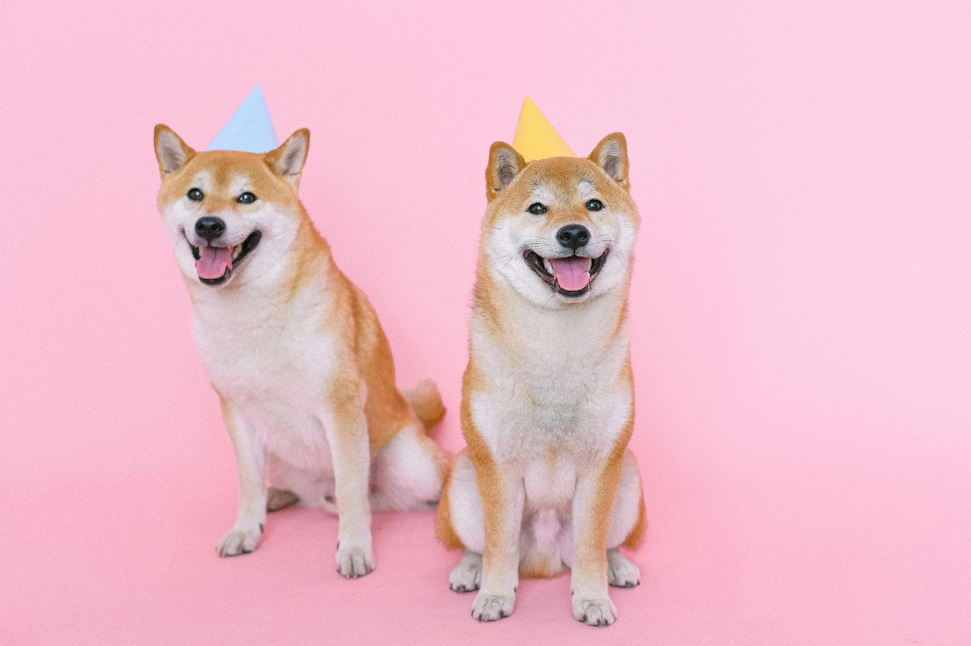 Best Vets in Guildford